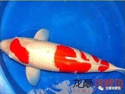 生肖所专属的风水锦鲤 乌鲁木齐水族批发市场 乌鲁木齐龙鱼第3张 生肖所专属的风水锦鲤 乌鲁木齐水族批发市场 乌鲁木齐龙鱼第3张